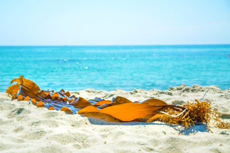 on the white sand by the beautiful blue sea lies bright seaweed.